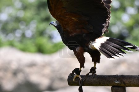 Foto de Especie de halcón de cola roja vista en su hábitat durante un programa de conservación de especies, el zoológico tiene 1803 animales en cautiverio en el zoológico de Chapultepec. - Imagen libre de derechos