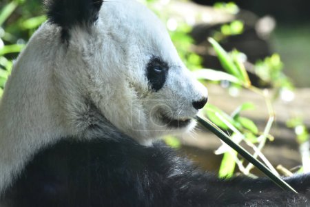 Téléchargez les photos : Le plus vieux ours Panda du monde avec 32 ans est vu manger des bâtons de bambou pendant sa captivité au zoo de Chapultepec - en image libre de droit