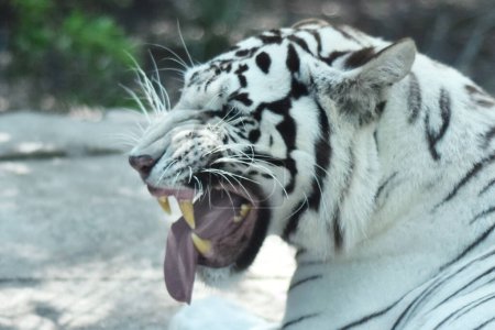 Foto de Un tigre siberiano es visto jugando durante su cautiverio en el zoológico de Chapultepec en México - Imagen libre de derechos
