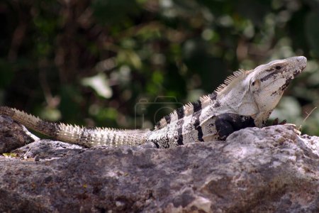 Foto de Una iguana se ve en la zona arqueológica de Chiche Itza - Imagen libre de derechos
