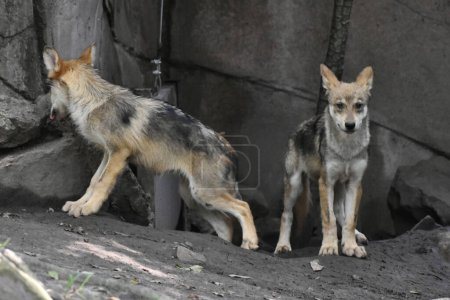 Téléchargez les photos : Un chiot loup mexicain joue pendant sa captivité au zoo mexicain de Chapultepec - en image libre de droit