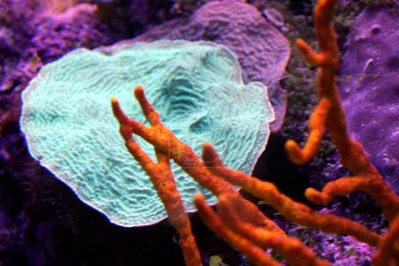 Téléchargez les photos : L'Aquarium récifal corallien expose la biodiversité des jardins sous-marins multicolores des Caraïbes mexicaines. Plus de 300 coraux ont été établis avec succès dans l'aquarium - en image libre de droit