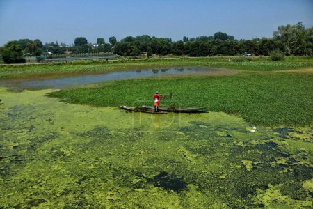 Téléchargez les photos : 20 juin 2023, Srinagar Cachemire, Inde : Les ouvriers du Cachemire extraient les mauvaises herbes du plan d'eau autour du lac Dal à Srinagar. Les autorités s'efforcent de nettoyer le lac Dal des algues et des mauvaises herbes indésirables. - en image libre de droit