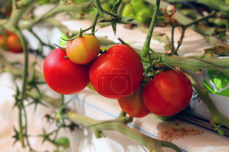 Téléchargez les photos : 3 juillet 2022, Doha, Qatar : Détail des tomates rouges fraîches pendant la saison de récolte dans la zone de serre. le 3 juillet 2022 à Doha, Qatar - en image libre de droit