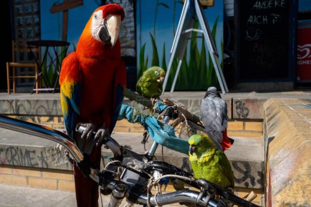Foto de Un guacamayo acompañado de 2 loros se ven en una bicicleta - Imagen libre de derechos