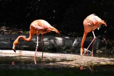 Photo for A Greater Flamingos species  seen in its habitat during a species conservation program, the zoo has 1803 animals in captivity at Chapultepec Zoo - Royalty Free Image