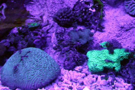 Foto de El acuario de arrecifes de coral exhibe la biodiversidad de los jardines submarinos multicolores del Caribe Mexicano. Más de 300 corales se han establecido con éxito en el acuario - Imagen libre de derechos