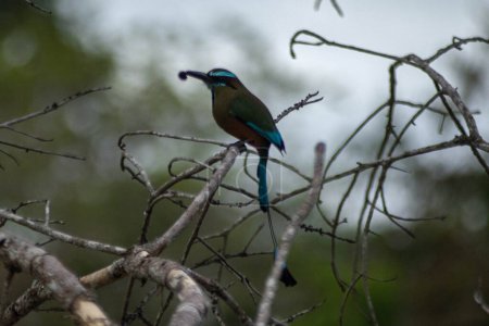 Foto de Yucatán, México: La Altamira turpial, también conocida como la Altamira bolsero o toche, es una especie de ave paseriforme de la familia Icteridae, nativa de América Central, México, y el sur de Estados Unidos. - Imagen libre de derechos