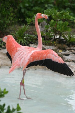 Foto de Flamencos vistos en su hábitat en el refugio natural 'Flamingo Farm' parte del Parque Xcaret - Imagen libre de derechos