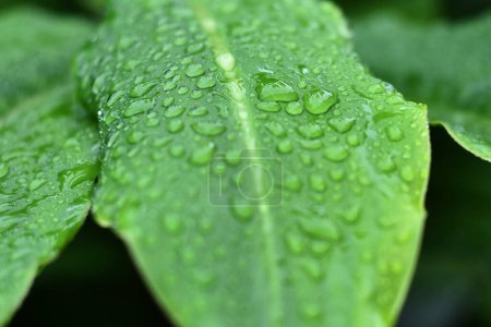 Foto de Una planta se ve con gotas de agua debido a la lluvia - Imagen libre de derechos