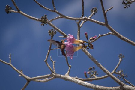 Téléchargez les photos : 7 février 2019, Yucatan, Mexique : Cannelle Le colibri se nourrit du nectar des fleurs du maculis. le 7 février 2019 à Yucatan, Mexique - en image libre de droit