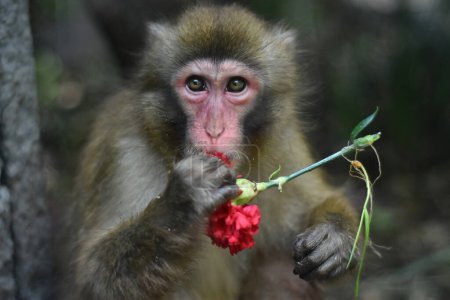 Téléchargez les photos : Un singe chinois mange des fleurs pendant sa captivité au zoo de Chapultepec - en image libre de droit