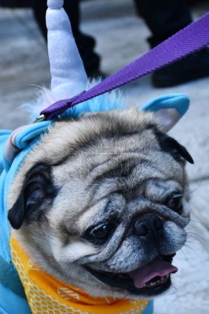Foto de Un perrito disfrazado de unicornio - Imagen libre de derechos