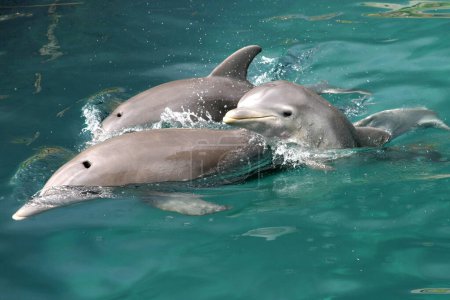 Photo for Dolphins seen during a practice at the Xcaret dolphinarium to conserve the species - Royalty Free Image