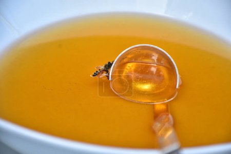 Foto de Una abeja se ve en un plato con miel - Imagen libre de derechos