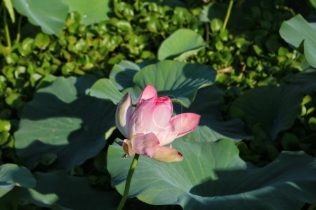 Téléchargez les photos : 01 septembre 2023, Srinagar Cachemire, Inde : La fleur de lotus fleurit dans le jardin flottant du lac Dal à Srinagar. Les graines de lotus sont un ingrédient populaire dans la cuisine du Cachemire et de grandes parties de l'Asie - en image libre de droit