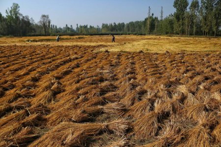 Téléchargez les photos : 28 septembre 2023, Srinagar Cachemire, Inde : Les agriculteurs travaillent dans une rizière pendant la saison de récolte à la périphérie de Srinagar - en image libre de droit