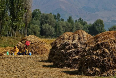 Téléchargez les photos : 28 septembre 2023, Srinagar Cachemire, Inde : Les agriculteurs du Cachemire font une pause thé en récoltant du riz dans les rizières pendant la saison de récolte à la périphérie de Srinagar - en image libre de droit