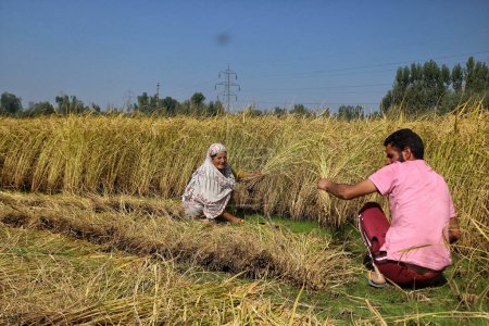 Téléchargez les photos : 28 septembre 2023, Srinagar Cachemire, Inde : Les agriculteurs travaillent dans une rizière pendant la saison de récolte à la périphérie de Srinagar - en image libre de droit