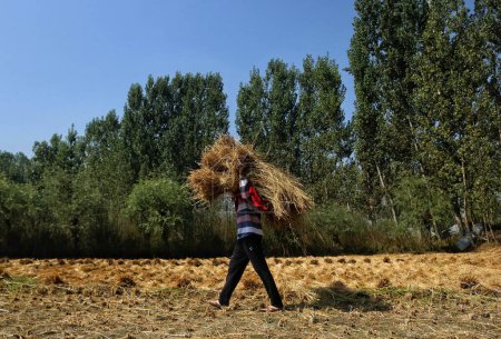 Téléchargez les photos : 28 septembre 2023, Srinagar Cachemire, Inde : Un agriculteur du Cachemire transporte des morceaux d'herbe pour faire des balles de foin dans un champ de riz pendant la saison de récolte à la périphérie de Srinagar - en image libre de droit