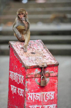 Téléchargez les photos : 4 octobre 2023, Sylhet, Bangladesh : Rhésus Macaque singe dans les locaux du sanctuaire géologue chasnipir (MD) à Sylhet, Bangladesh - en image libre de droit
