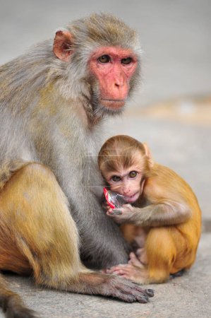 Foto de 4 de octubre de 2023, Sylhet, Bangladesh: Rhesus Macaque monkey at the geologist chasnipir (R) Shrine premises in Sylhet, Bangladesh - Imagen libre de derechos