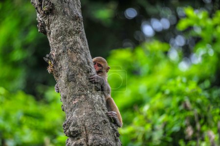 Photo for October 4, 2023, Sylhet, Bangladesh: Rhesus Macaque monkey at the  geologist chasnipir (R) Shrine premises in Sylhet, Bangladesh - Royalty Free Image