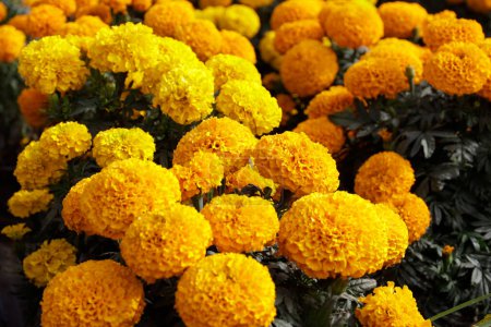 19. Oktober 2023, Mexiko-Stadt, Mexiko: Cempasuchil Blumenfelder im Ejido in San Gregorio Atlapulco im Büro des Bürgermeisters von Xochimilco in Mexiko-Stadt