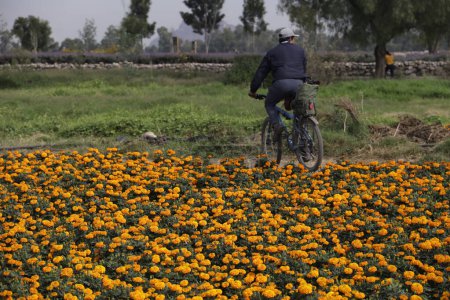 Téléchargez les photos : 19 octobre 2023, Mexico, Mexique : champs de fleurs de Cempasuchil dans l'ejido à San Gregorio Atlapulco dans le bureau du maire de Xochimilco à Mexico - en image libre de droit