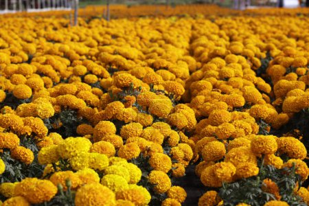 Téléchargez les photos : 19 octobre 2023, Mexico, Mexique : champs de fleurs de Cempasuchil dans l'ejido à San Gregorio Atlapulco dans le bureau du maire de Xochimilco à Mexico - en image libre de droit