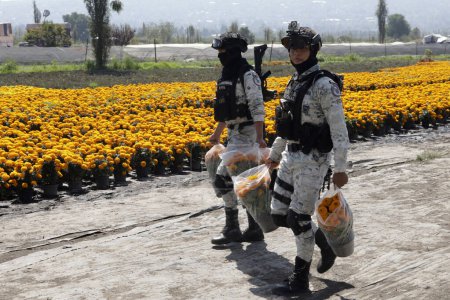 Foto de 19 de octubre de 2023, Ciudad de México, México: Elementos de la Guardia Nacional cargan flores de cempasuchil en los campos de flores de cempasuchil en el marco de la festividad del Día de los Muertos en el ejido en San Gregorio Atlapulco en el alcalde de Xochimilco - Imagen libre de derechos