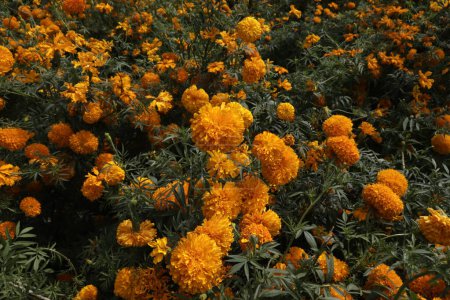 Foto de 20 de octubre de 2023, Estado de Puebla, México: Campos de flores de cempasuchil en el marco de la festividad del Día de los Muertos en el municipio de Atlixco en el estado de Puebla - Imagen libre de derechos