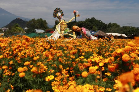 Foto de 20 de octubre de 2023, Atlixco, México: Un cráneo monumental hecho de cartón adorna un campo de flores de Cempasuchil durante la cosecha en el estado de Puebla, para distribuirlos en los mercados locales para que pueda ser vendido a la gente para decorar las ofrendas - Imagen libre de derechos