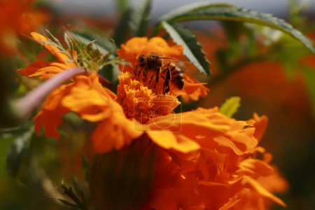 Foto de 20 de octubre de 2023, Atlixco, México: Una abeja se ve en una flor de Cempasuchil durante la cosecha en el estado de Puebla, los agricultores distribuyen en los mercados locales para que pueda ser vendido a la gente para decorar las ofrendas - Imagen libre de derechos
