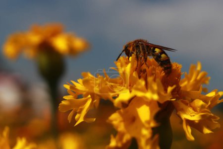 Téléchargez les photos : 20 octobre 2023, Atlixco, Mexique : Une abeille est vue sur une fleur de Cempasuchil pendant la récolte dans l'état de Puebla, les agriculteurs les distribuent sur les marchés locaux afin qu'elle puisse être vendue aux gens pour décorer les offrandes - en image libre de droit