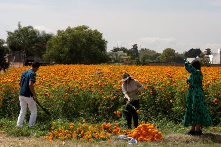 Téléchargez les photos : 20 octobre 2023, État de Puebla, Mexique : Producteurs de fleurs de Cempasuchil dans la municipalité d'Atlixco dans l'État de Puebla - en image libre de droit