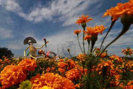 Foto de 20 de octubre de 2023, Atlixco, México: Un cráneo monumental hecho de cartón adorna un campo de flores de Cempasuchil durante la cosecha en el estado de Puebla, para distribuirlos en los mercados locales para que pueda ser vendido a la gente para decorar las ofrendas - Imagen libre de derechos