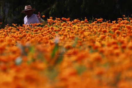 Téléchargez les photos : 20 octobre 2023, Atlixco, Mexique : Agriculteurs pendant la récolte de la 'Fleur Cempasuchil' dans un champ dans l'état de Puebla, pour les distribuer dans les marchés locaux afin qu'il puisse être vendu aux gens pour décorer les offrandes - en image libre de droit