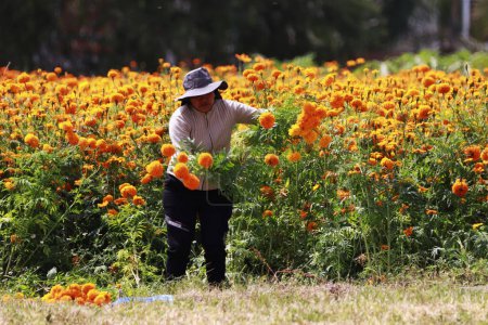 Téléchargez les photos : 20 octobre 2023, Atlixco, Mexique : Agriculteurs pendant la récolte de la 'Fleur Cempasuchil' dans un champ dans l'état de Puebla, pour les distribuer dans les marchés locaux afin qu'il puisse être vendu aux gens pour décorer les offrandes - en image libre de droit