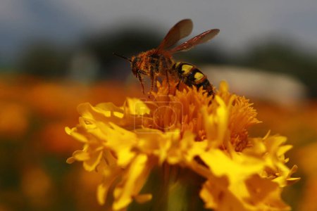 Foto de 20 de octubre de 2023, Atlixco, México: Una abeja se ve en una flor de Cempasuchil durante la cosecha en el estado de Puebla, los agricultores distribuyen en los mercados locales para que pueda ser vendido a la gente para decorar las ofrendas - Imagen libre de derechos