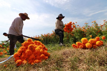 Photo for October 20, 2023, Atlixco, Mexico: Farmers during the harvest of the 'Cempasuchil Flower' in a field in the state of Puebla, to distribute them in local markets so that it can be sold to people to decorate the offerings - Royalty Free Image
