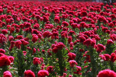 Téléchargez les photos : 20 octobre 2023, Atlixco, Mexique : Vue générale du champ de fleurs de velours pendant la récolte dans l'état de Puebla, les agriculteurs les distribuent sur les marchés locaux afin qu'il puisse être vendu aux gens - en image libre de droit