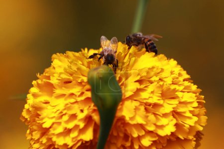 Foto de 20 de octubre de 2023, Atlixco, México: Una abeja se ve en una flor de Cempasuchil durante la cosecha en el estado de Puebla, los agricultores la distribuyen en los mercados locales para que pueda ser vendida a la gente para decorar las ofrendas como parte de la celebración - Imagen libre de derechos