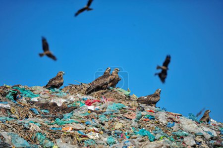 Foto de 01 noviembre 2023 Sylhet-Bangladesh: Halcones halcón en el vertedero de basura de Sylhet 's Parairchak en Sylhet de Bangladesh. Buscan comida de la tierra sobrante. También desempeñan un papel el ciclo ecológico - Imagen libre de derechos