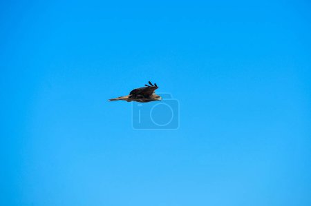 Téléchargez les photos : 01 novembre 2023 Sylhet-Bangladesh : Falcon Hawks survole la décharge de Sylhet's Parairchak à Sylhet au Bangladesh. Ils cherchent de la nourriture dans les restes de saleté. Ils jouent également un rôle le cycle écologique - en image libre de droit