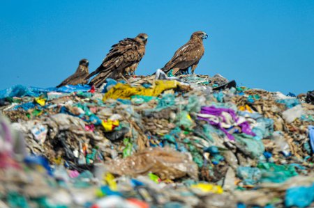 Foto de 01 noviembre 2023 Sylhet-Bangladesh: Halcones halcón en el vertedero de basura de Sylhet 's Parairchak en Sylhet de Bangladesh. Buscan comida de la tierra sobrante. También desempeñan un papel el ciclo ecológico - Imagen libre de derechos