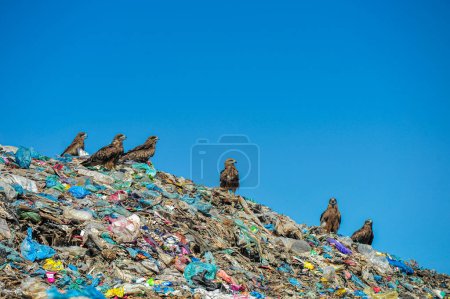 Téléchargez les photos : 01 novembre 2023 Sylhet-Bangladesh : Falcon Hawks au parc à ordures Parairchak de Sylhet à Sylhet au Bangladesh. Ils cherchent de la nourriture dans les restes de saleté. Ils jouent également un rôle le cycle écologique - en image libre de droit