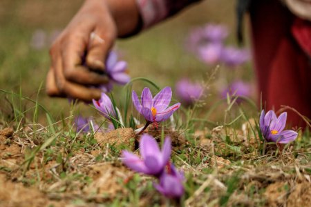 Foto de Noviembre 06,2023, Srinagar Cachemira, India: Una vista de cerca de las flores de azafrán cuando comienza la temporada de cosecha de azafrán en Pampore, al sur de Srinagar. Pampore, también conocida como la ciudad azafrán de Cachemira, es famosa por su azafrán de alta calidad - Imagen libre de derechos
