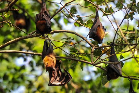 Téléchargez les photos : 06 novembre 2023 Sylhet-Bangladesh : Des chauves-souris sont suspendues à une branche d'arbre à la lumière du jour dans le Sylhet, au Bangladesh. Les chauves-souris sont accusées d'infection par le virus Nipah est une maladie zoonotique émergente qui se propage de l'animal à l'homme - en image libre de droit