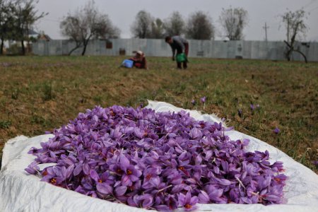 Téléchargez les photos : 06 novembre 2023, Srinagar Cachemire, Inde : Les fleurs de safran sont vues dans un champ alors que la saison de récolte du safran commence à Pampore, au sud de Srinagar. Pampore, également connue sous le nom de ville safran du Cachemire, est célèbre pour son safran de haute qualité - en image libre de droit